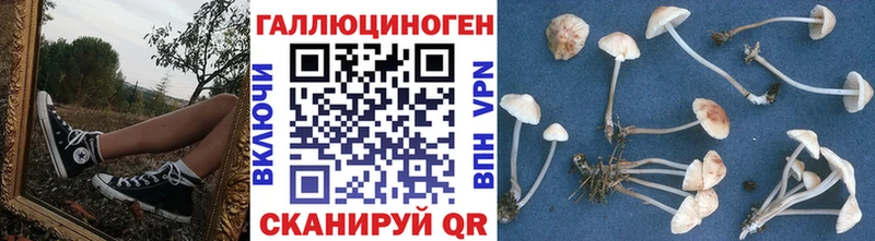 Галлюциногенные грибы Psilocybe  Купить закладки  Бабаево 